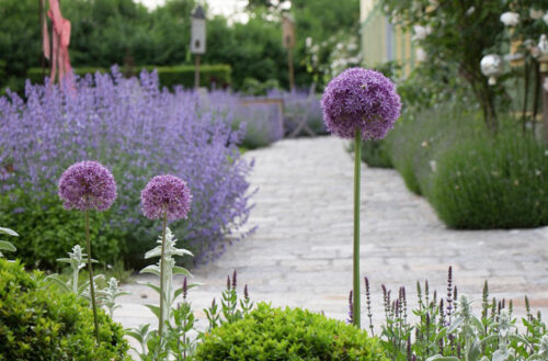 Garten-Lavendel